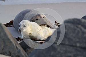 Gray Seal (Halichoerus grypus) wiht Pup , Germany