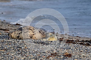 Gray Seal (Halichoerus grypus) wiht Pup , Germany