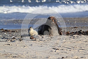 Gray Seal (Halichoerus grypus) wiht Pup , Germany