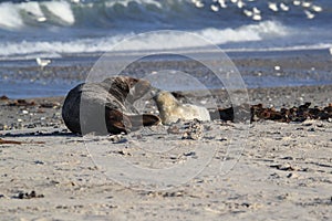 Gray Seal & x28;Halichoerus grypus& x29; wiht Pup , Germany