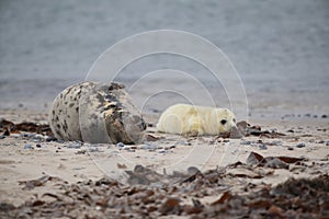 Gray Seal (Halichoerus grypus) wiht Pup , Germany