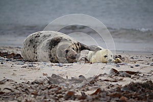 Gray Seal (Halichoerus grypus) wiht Pup , Germany