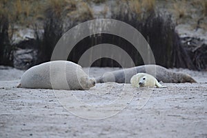 Gray Seal (Halichoerus grypus) wiht Pup , Germany