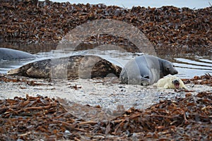 Gray Seal (Halichoerus grypus) wiht Pup , Germany