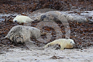 Gray Seal (Halichoerus grypus) wiht Pup , Germany