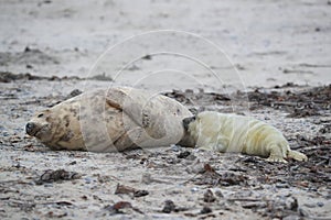 Gray Seal (Halichoerus grypus) wiht Pup , Germany