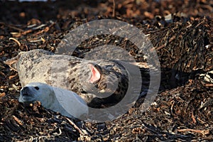 Gray Seal (Halichoerus grypus) wiht Pup , Germany