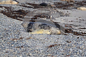 Gray Seal (Halichoerus grypus) wiht Pup , Germany