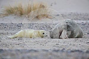 Gray Seal (Halichoerus grypus) wiht Pup , Germany