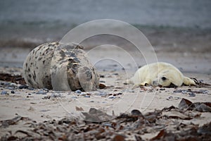 Gray Seal (Halichoerus grypus) wiht Pup , Germany