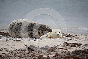 Gray Seal (Halichoerus grypus) wiht Pup , Germany