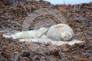 Gray Seal (Halichoerus grypus) wiht Pup , Germany