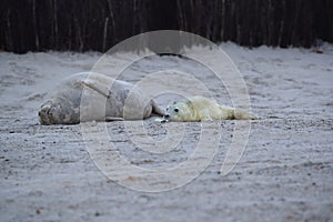 Gray Seal (Halichoerus grypus) wiht Pup , Germany