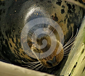 Gray seal head detail