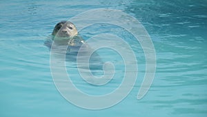 Gray seal with its head above the water