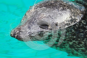 Gray seal mammal north sea