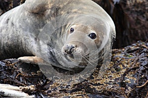 Gray seal mammal north sea