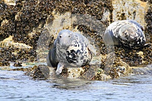 Gray seal mammal north sea