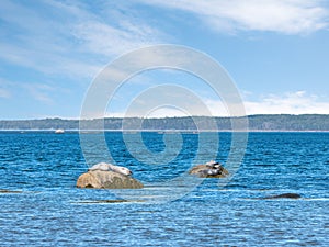 Gray seal pup portrait, wandering on the shore, looking at camera, Bic National Park, Quebec, Canada