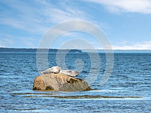 Gray seal pup portrait, wandering on the shore, looking at camera, Bic National Park, Quebec, Canada photo