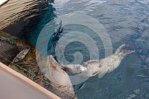 Gray Seal That Rises from the Water
