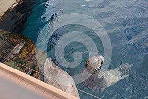 Gray Seal That Rises from the Water