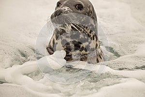 Gray seal with rope