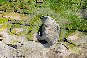 Gray seal in the square