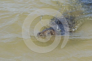 Gray seal with tracking device
