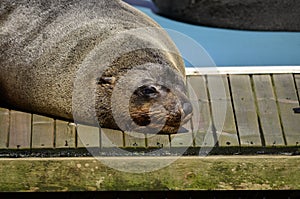 Gray seal watching