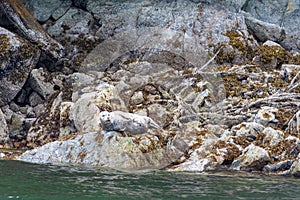 Gray sealion blanding with rocks next to the water