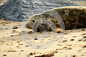 Gray seals lying on the Horsey Gap beach