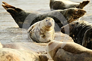 Gray seals lying on the Horsey Gap beach