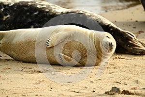 Gray seals lying on the Horsey Gap beach