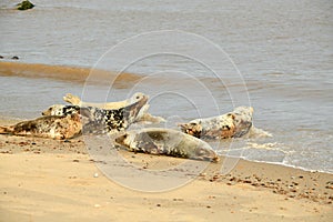 Gray seals lying on the Horsey Gap beach