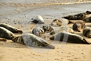 Gray seals lying on the Horsey Gap beach