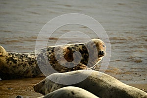 Gray seals lying on the Horsey Gap beach