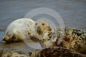 Gray seals lying on the Horsey Gap beach