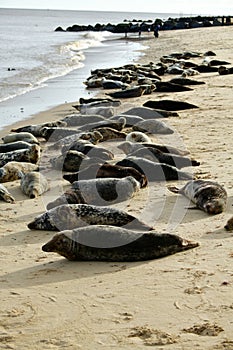 Gray seals lying on the Horsey Gap beach