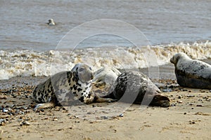 Gray seals lying on the Horsey Gap beach