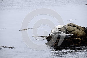 Seals in Monterey bay