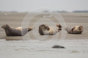 Gray seals snuggling together in a family pod in the tranquil waters of their natural habitat