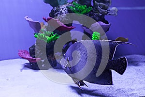 Gray semicircle angelfish