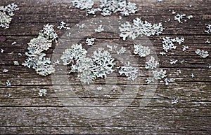 Gray shabby wooden plank surface witn foliose lichen on it