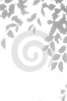 Gray shadow of the leaves on a white wall