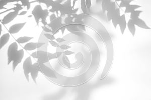 gray shadow of the leaves on a white wall
