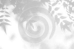 gray shadow of the leaves on a white wall