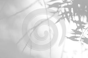 gray shadow of the leaves on a white wall