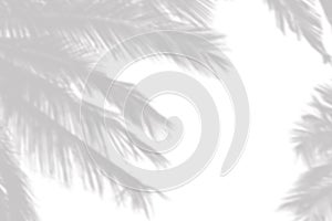 Gray shadow of the palm leaves on a white wall