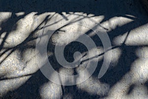 Gray shadows of branches and leaves on the old front wall. The c